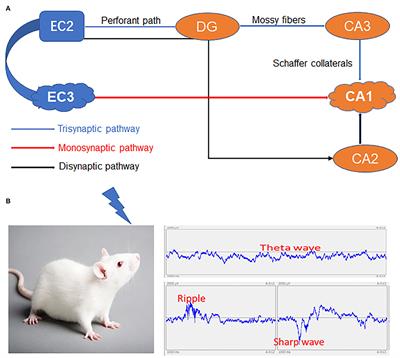 Normal and Abnormal Sharp Wave Ripples in the Hippocampal-Entorhinal Cortex System: Implications for Memory Consolidation, Alzheimer's Disease, and Temporal Lobe Epilepsy